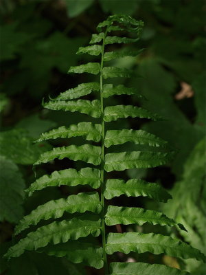 Diplazium pycnocarpon (Narrow-Leaved Glade Fern)