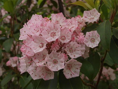 Kalmia latifolia (Mountain Laurel) - Pink Flowers