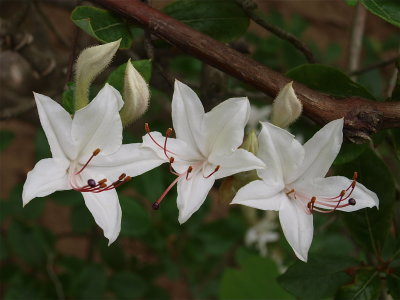 Rhododendron arborescens (Smooth Azalea)