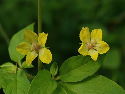 Lysimachia ciliata (Fringed Loosestrife)