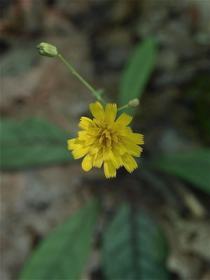 Hieracium venosum (Rattlesnake-Weed)