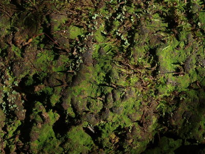 Pogonatum pensilvanicum (Algal Haircap Moss)