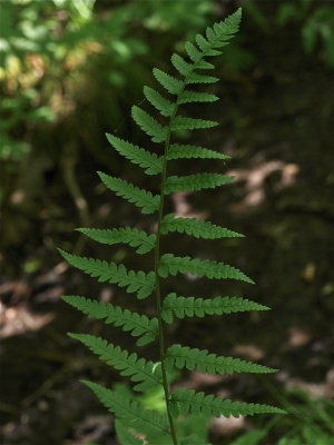 Dryopteris cristata (Crested Fern)