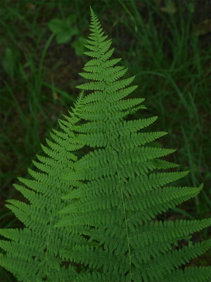 Dennstaedtia punctilobula (Hay-Scented Fern)