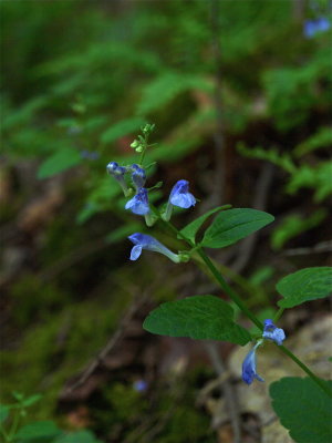 Scutellaria saxatilis (Rock Skullcap)