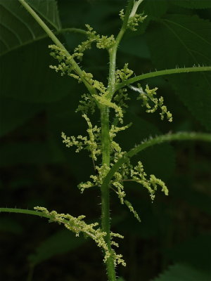 Laportea canadensis (Wood Nettle)