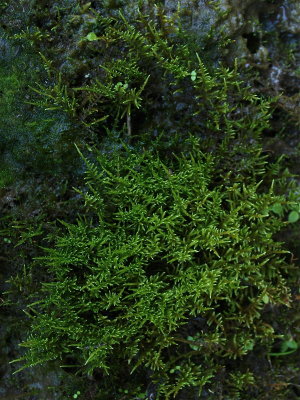 Cratoneuron filicinum (Furry Fern Moss)