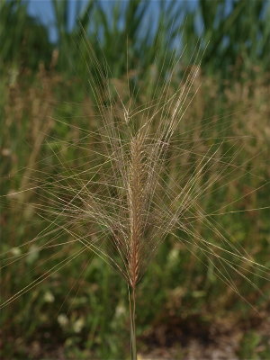 Hordeum jubatum (Squirrel-Tail Grass)