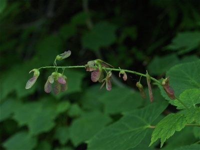 Acer spicatum (Mountain Maple)
