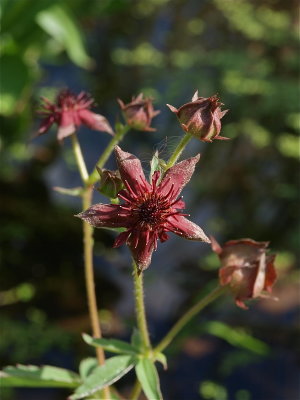 Comarum palustre (Marsh Cinquefoil)