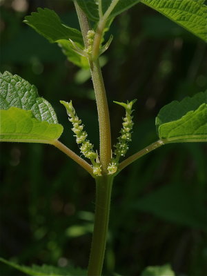Boehmeria cylindrica (False Nettle)