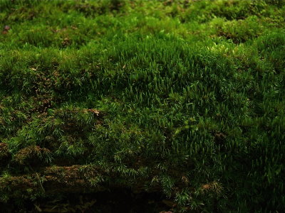 Dicranum flagellare (Asparagus Broom Moss)