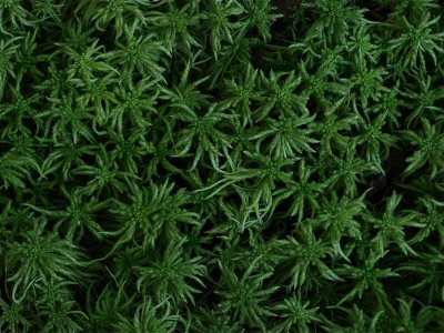 Sphagnum girgensohnii (Graceful Peat Moss)