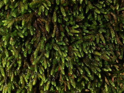 Bryoandersonia illecebra (Worm Moss)