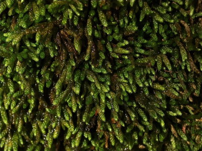 Bryoandersonia illecebra (Worm Moss)