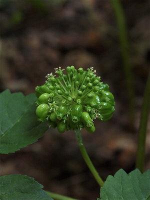 Panax quinquefolius (American Ginseng)