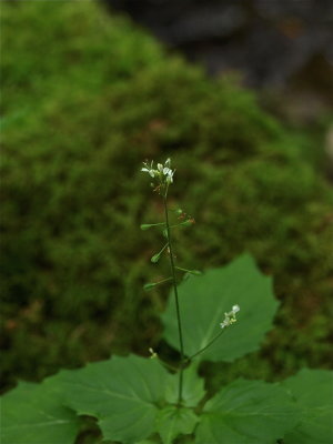 Circaea alpina (Dwarf Enchanter's Nightshade)