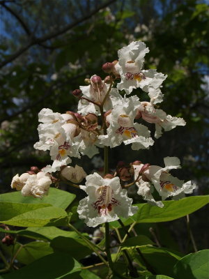 Catalpa speciosa (Northern Catalpa) - Large Cluster