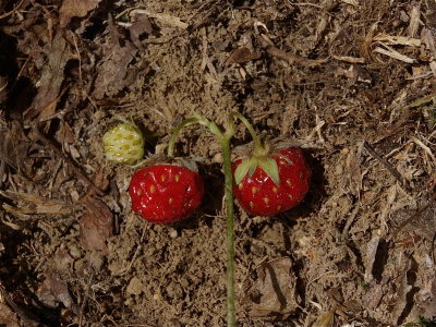 Fragaria virginiana (Wild Strawberry)