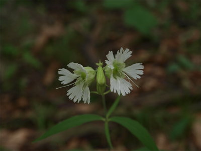 Silene stellata (Starry Campion)