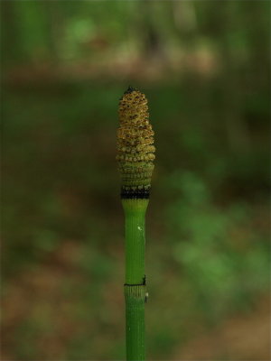 Equisetum hyemale (Rough Horsetail) - Strobilus