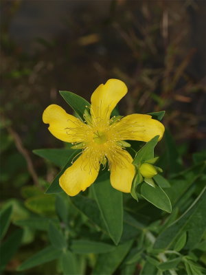 Hypericum ascyron (Great St. Johnswort)