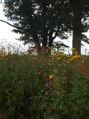 Rich Prairie with Royal Catchfly