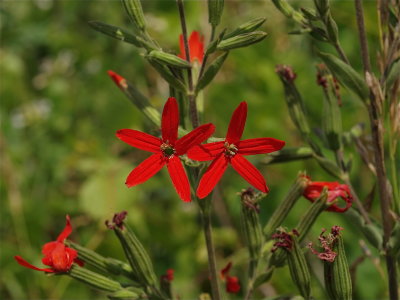 Silene regia (Royal Catchfly)