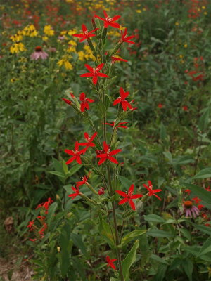 Silene regia (Royal Catchfly) - Large Cluster