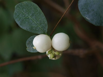Symphoricarpos albus (Snowberry)