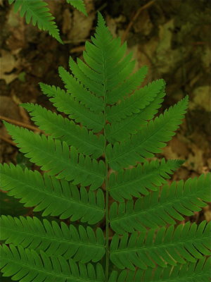 Dryopteris goldiana (Goldie's Fern)