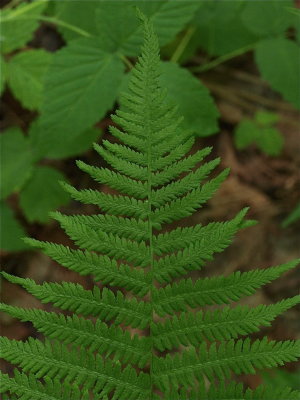 Athyrium filix-femina (Lady Fern)