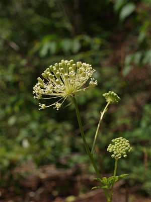 Aralia hispida (Bristly Sarsaparilla)