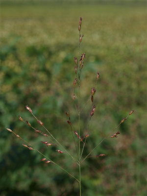 Panicum virgatum (Switch Grass)