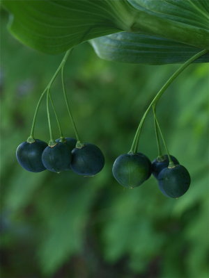 Polygonatum canaliculatum (Giant Solomon’s-Seal)