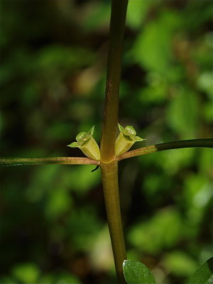 Ludwigia palustris (Marsh Seedbox)