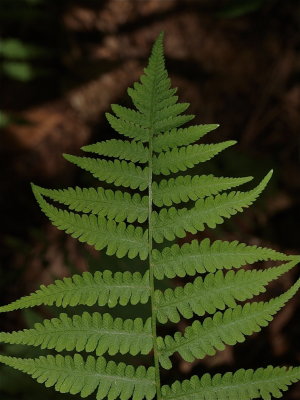 Deparia acrostichoides (Silvery Glade Fern)