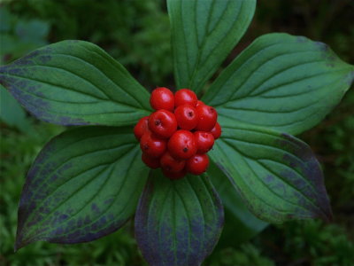 Cornus canadensis (Bunchberry)