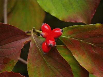 Cornus florida (Flowering Dogwood)