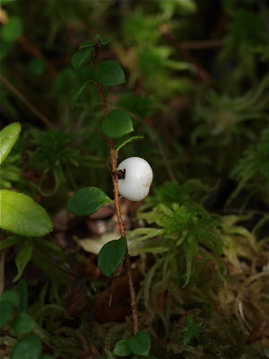 Gaultheria hispidula (Creeping Snowberry)