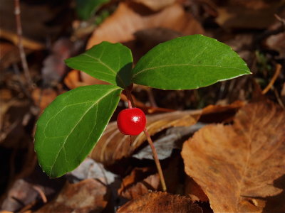 Gaultheria procumbens (Eastern Teaberry)