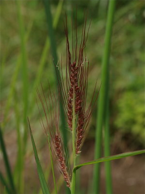 Echinochloa species (Barnyard Grass)