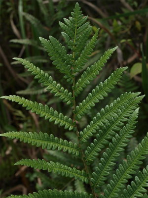 Woodwardia virginica (Virginia Chain Fern)
