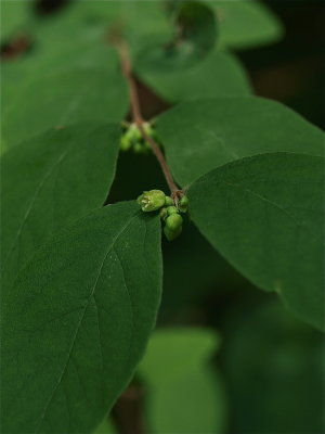 Symphoricarpos orbiculatus (Coralberry)