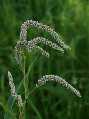 Persicaria lapathifolia (Pale Smartweed)