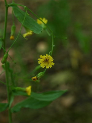 Hieracium paniculatum (Panicled Hawkweed)