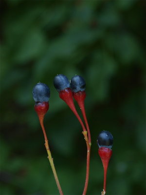 Sassafras albidum (Sassafras)