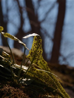 Asplenium rhizophyllum (Walking Fern) - Fruitdots