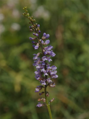 Orbexilum onobrychis (Sainfoin)