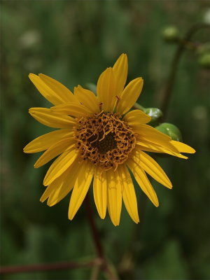 Silphium terebinthinaceum (Prairie Dock)